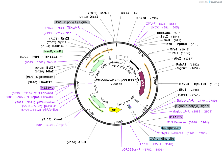 16436-plasmid-map-sequence-id-163221