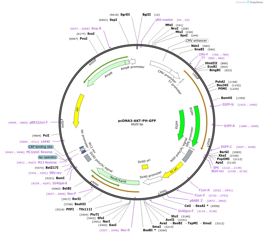 18836-plasmid-map-sequence-id-163226