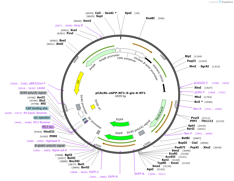 81204-plasmid-map-sequence-id-163236