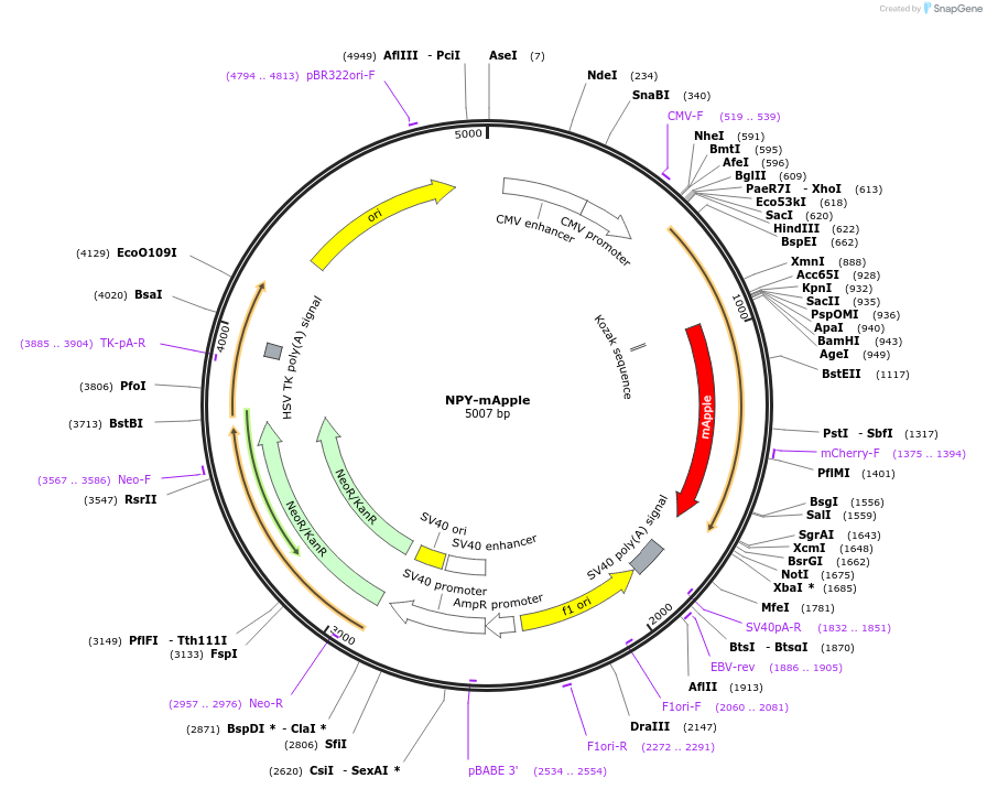 83498-plasmid-map-sequence-id-163238