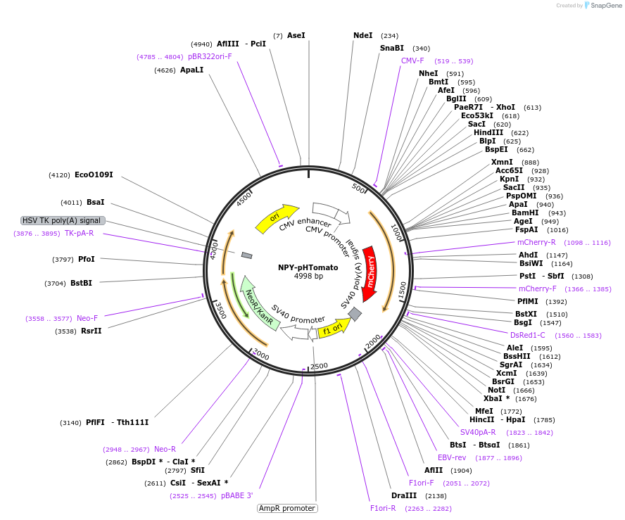 83501-plasmid-map-sequence-id-163242