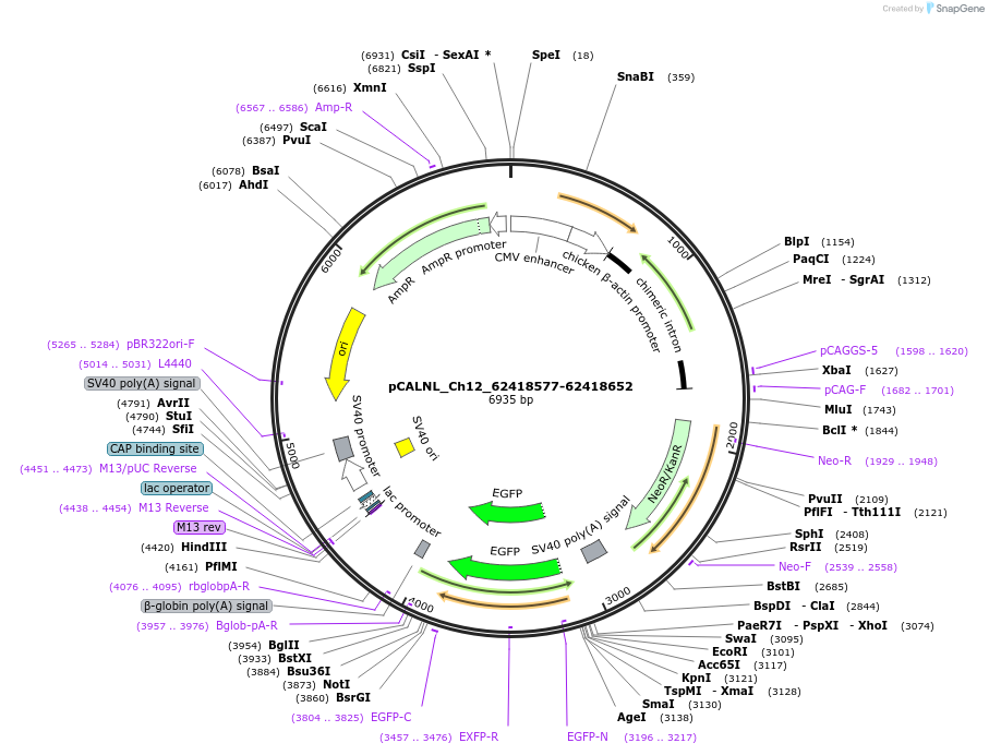 81212-plasmid-map-sequence-id-163264