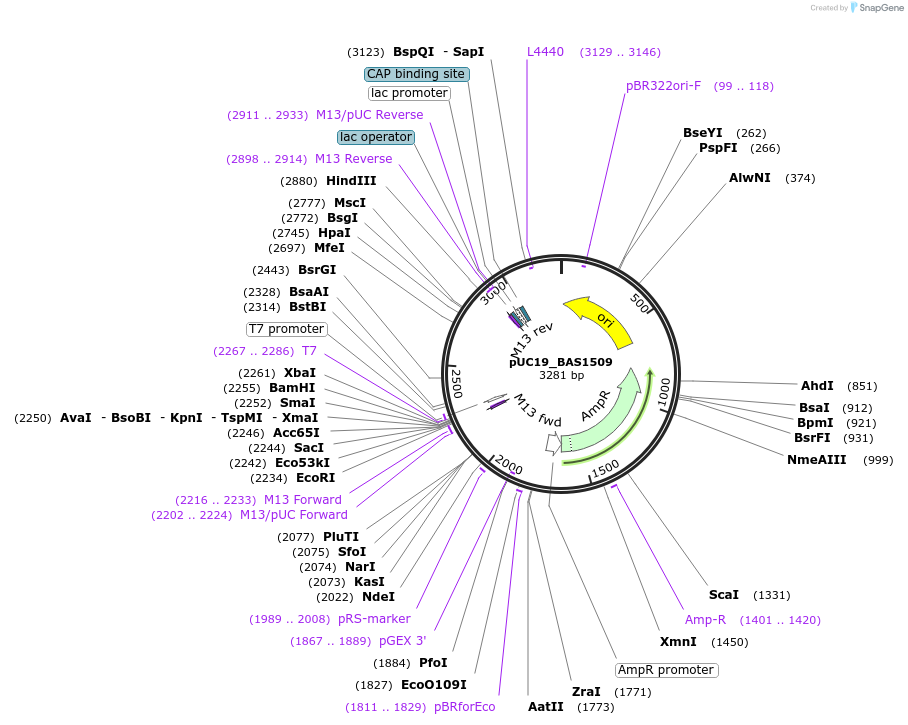 82354-plasmid-map-sequence-id-163265