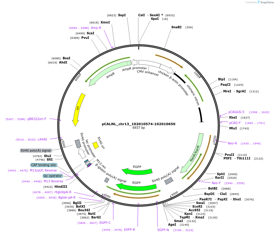 81213-plasmid-map-sequence-id-163268