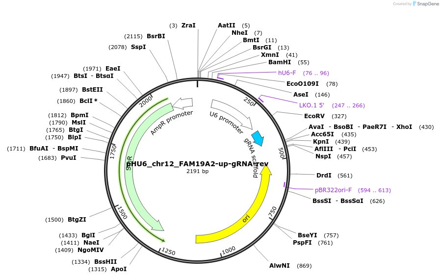 81220-plasmid-map-sequence-id-163283