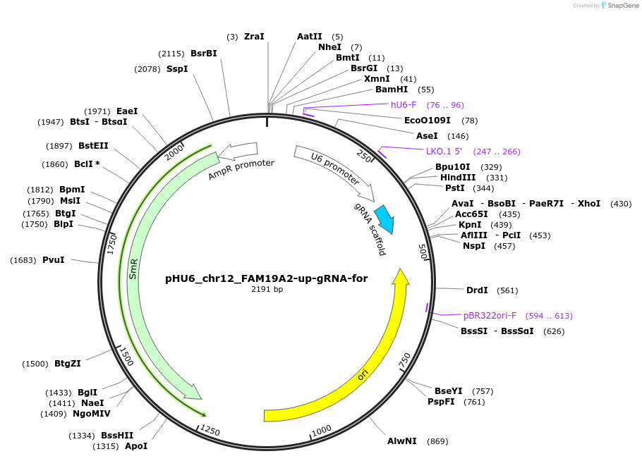 81221-plasmid-map-sequence-id-163287