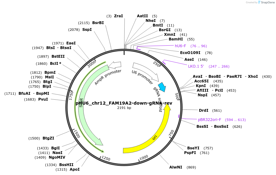 81222-plasmid-map-sequence-id-163290