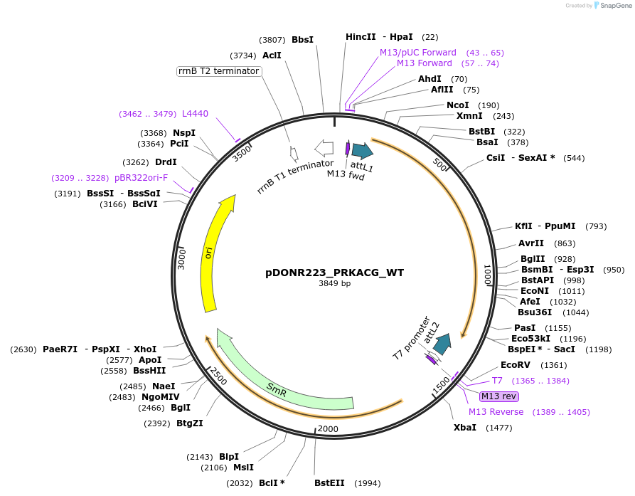 82156-plasmid-map-sequence-id-163297