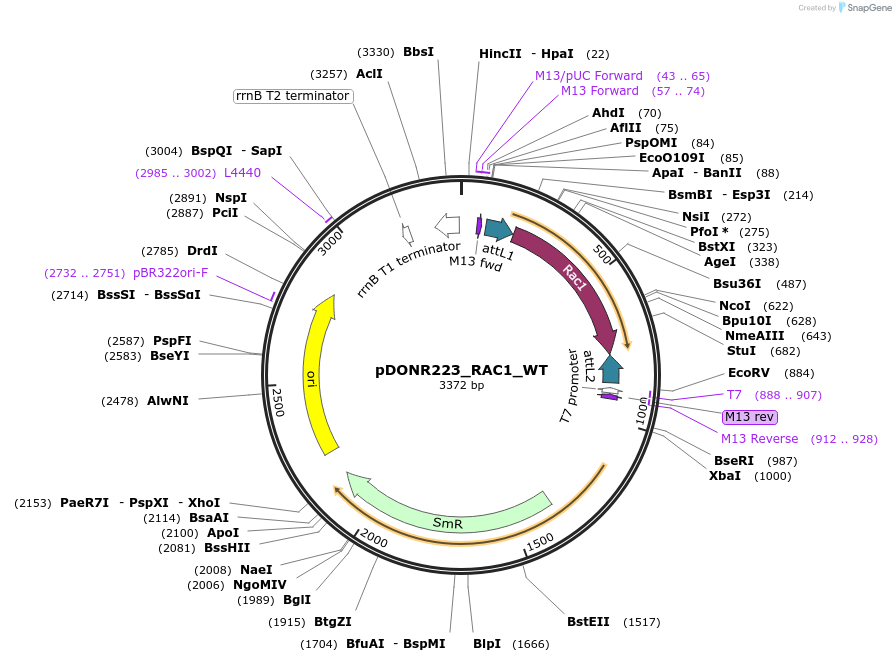 82157-plasmid-map-sequence-id-163301