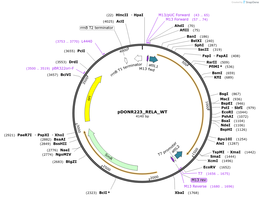 82160-plasmid-map-sequence-id-163312