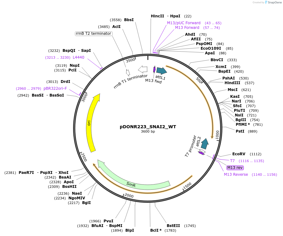 82162-plasmid-map-sequence-id-163317