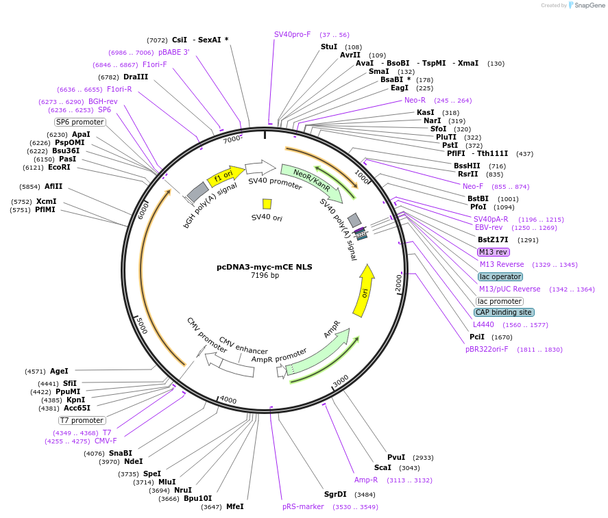 82465-plasmid-map-sequence-id-163405