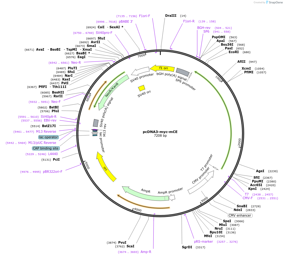 82459-plasmid-map-sequence-id-163407