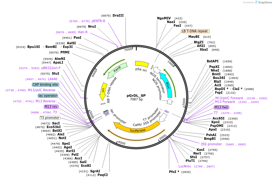 83204-plasmid-map-sequence-id-163429