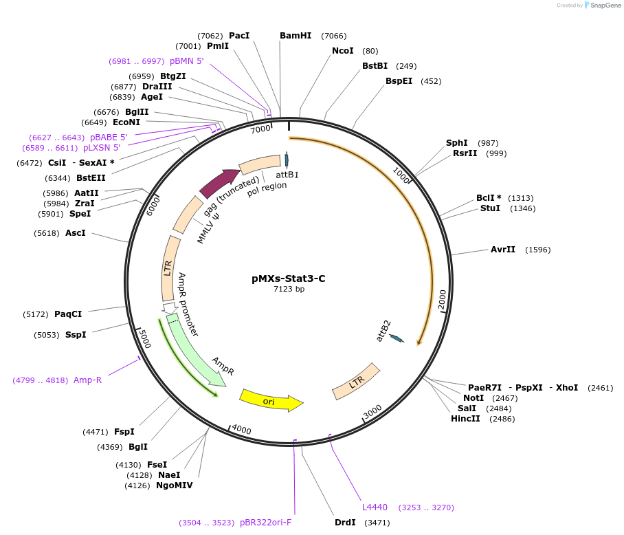 13373-plasmid-map-sequence-id-163452