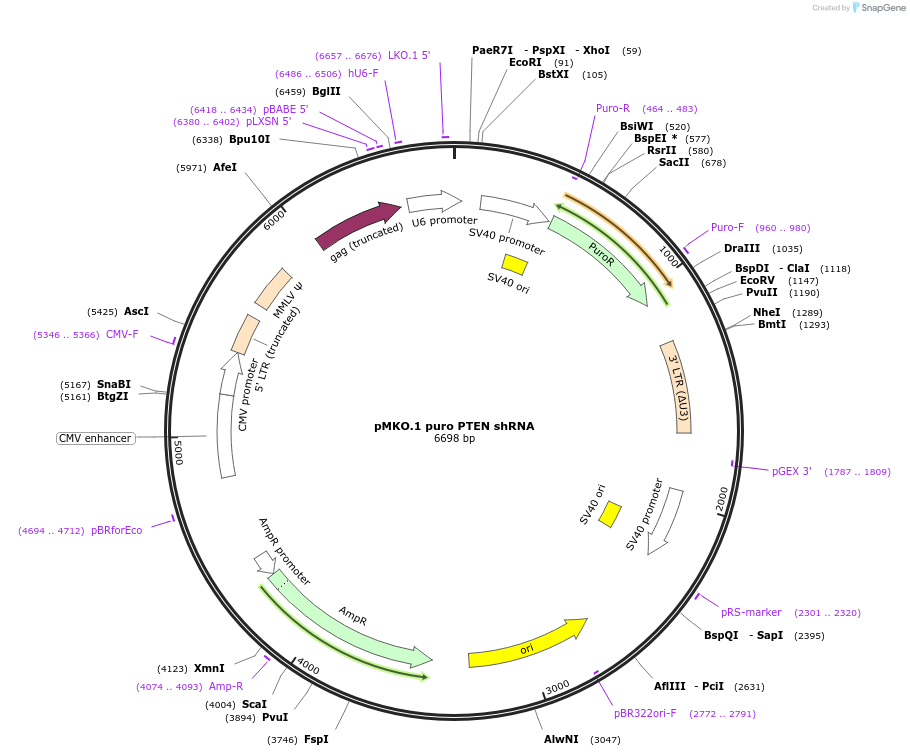 10669-plasmid-map-sequence-id-163457