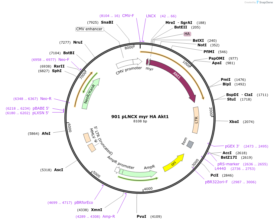 9005-plasmid-map-sequence-id-163458