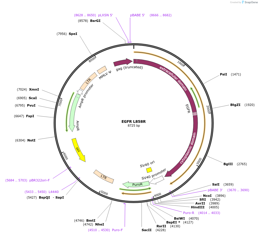 11012-plasmid-map-sequence-id-163488