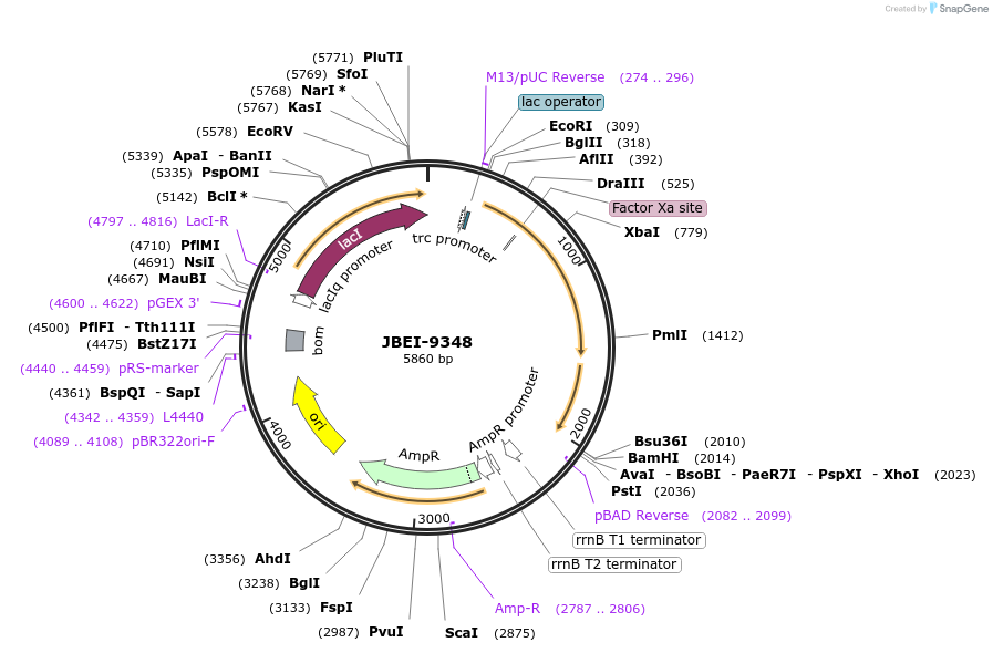 84981-plasmid-map-sequence-id-163504