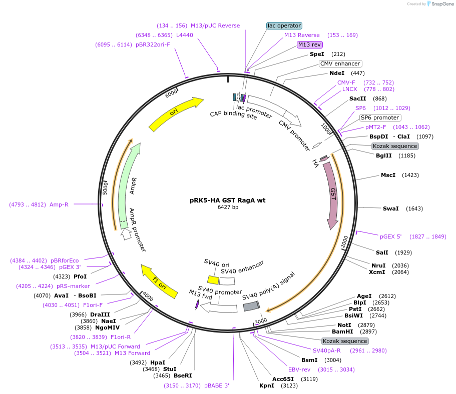 19298-plasmid-map-sequence-id-163519