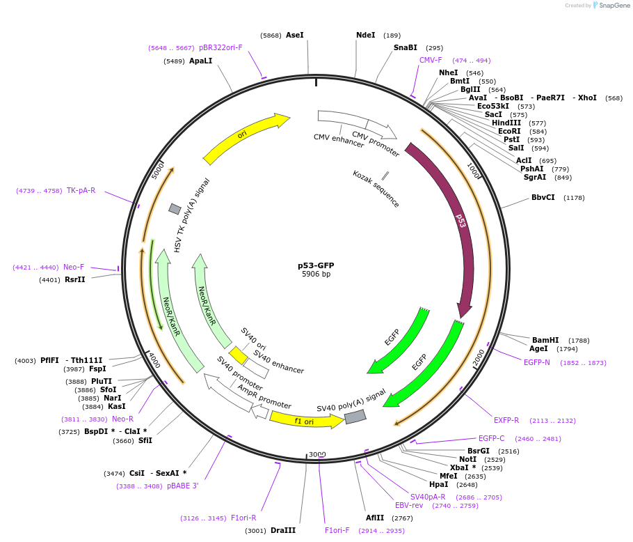 11770-plasmid-map-sequence-id-163545