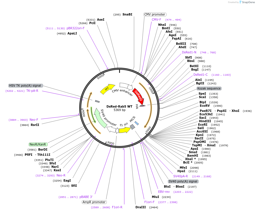 13050-plasmid-map-sequence-id-163550