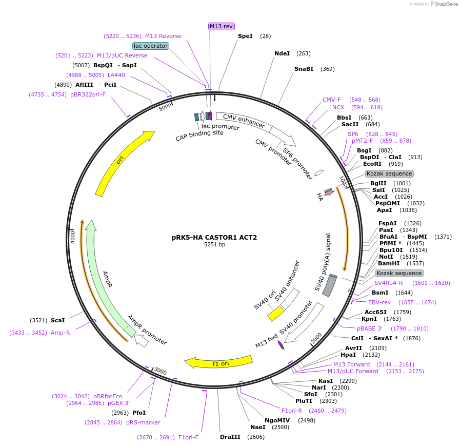 84492-plasmid-map-sequence-id-163556