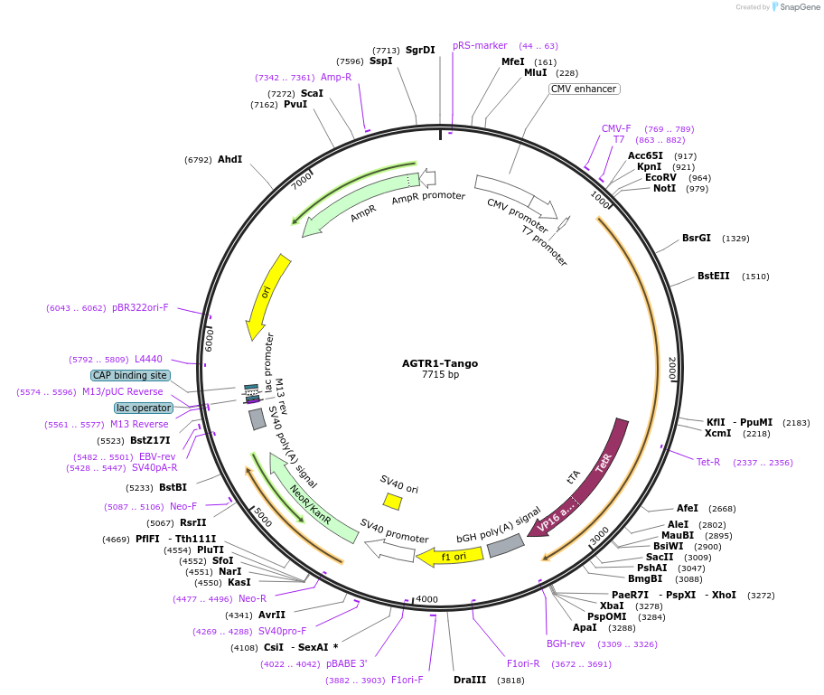 66222-plasmid-map-sequence-id-163593
