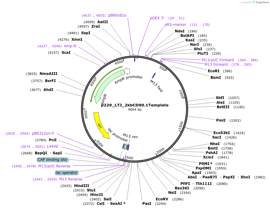 82668-plasmid-map-sequence-id-163606