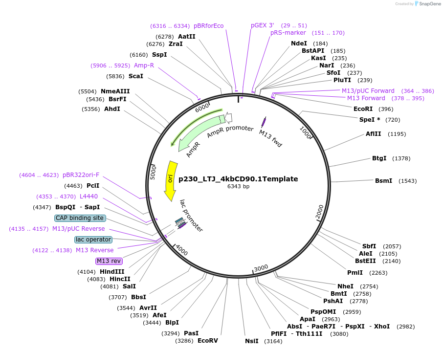 82669-plasmid-map-sequence-id-163607