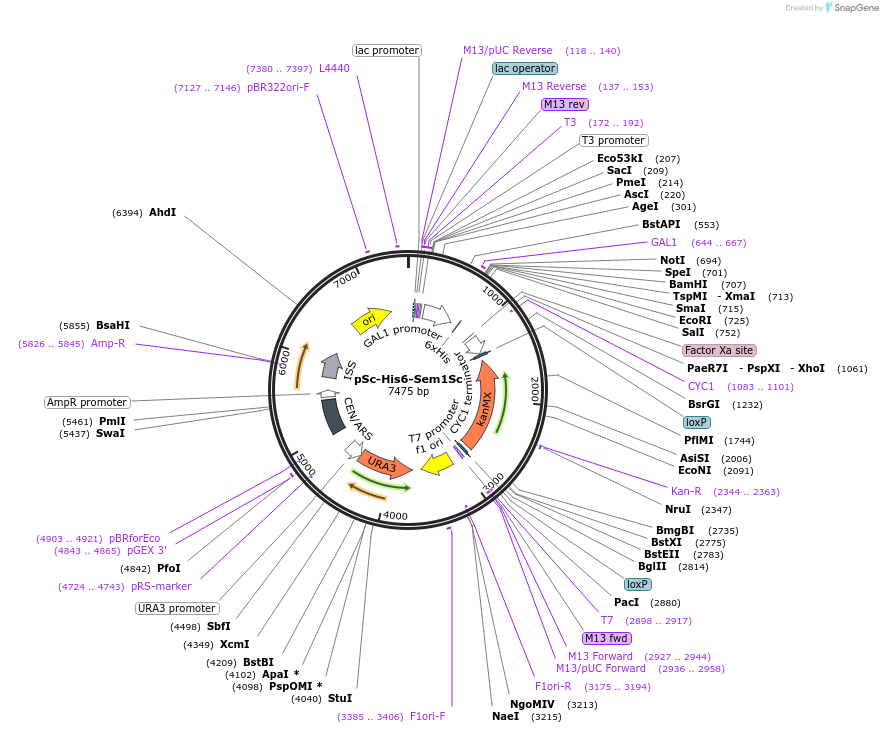 83235-plasmid-map-sequence-id-163610