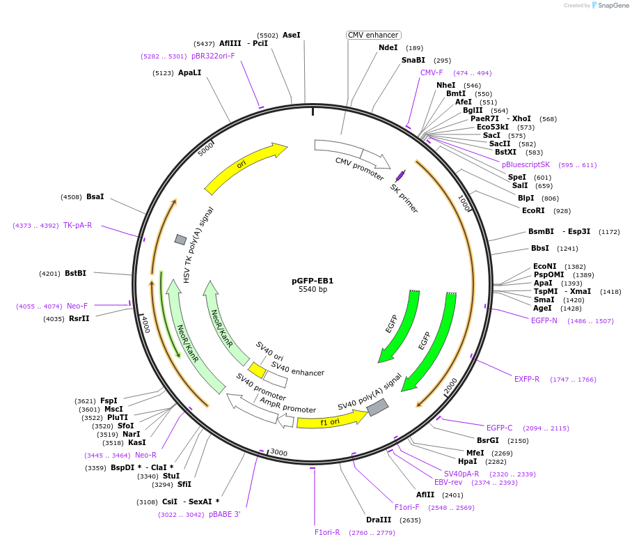 17234-plasmid-map-sequence-id-163614