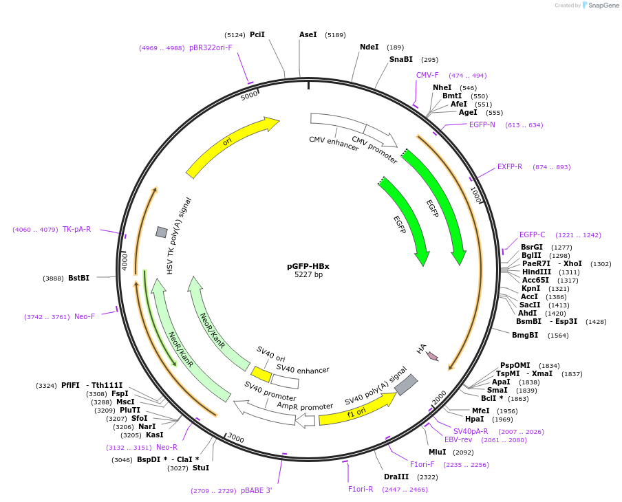 24931-plasmid-map-sequence-id-163616