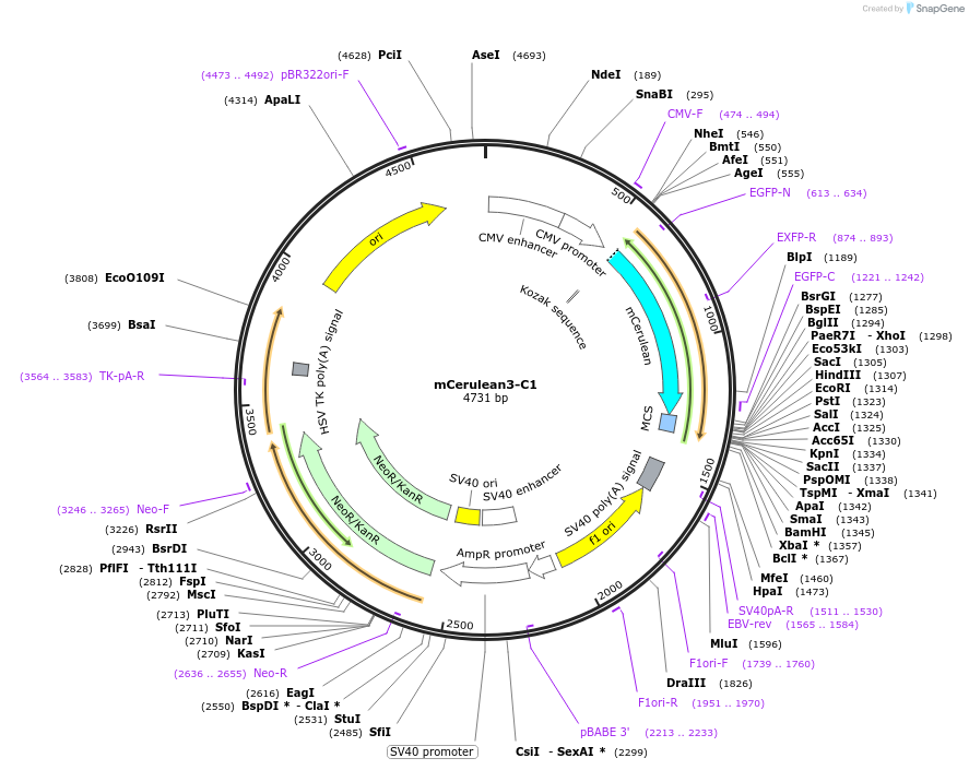 54605-plasmid-map-sequence-id-163622