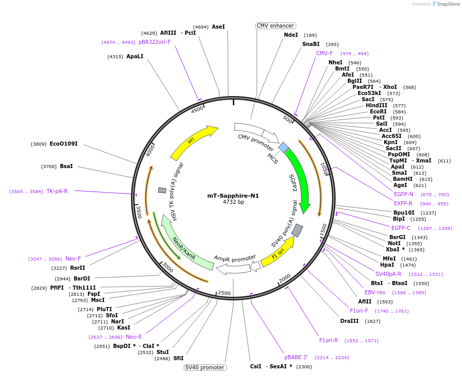 54569-plasmid-map-sequence-id-163625