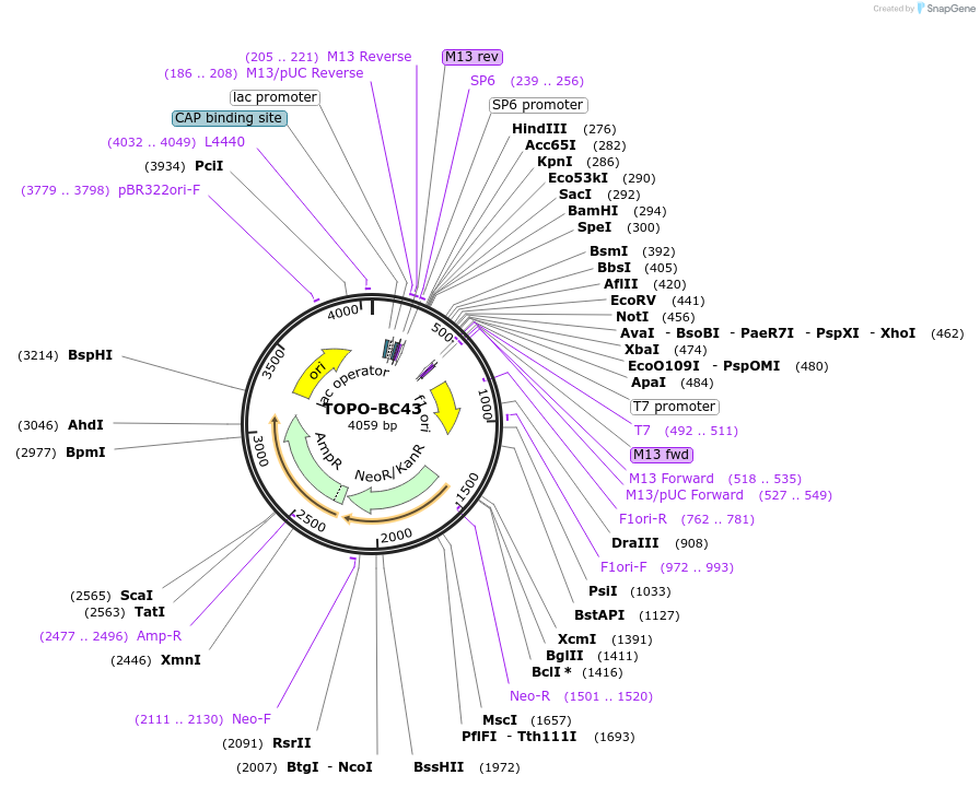 84437-plasmid-map-sequence-id-163642