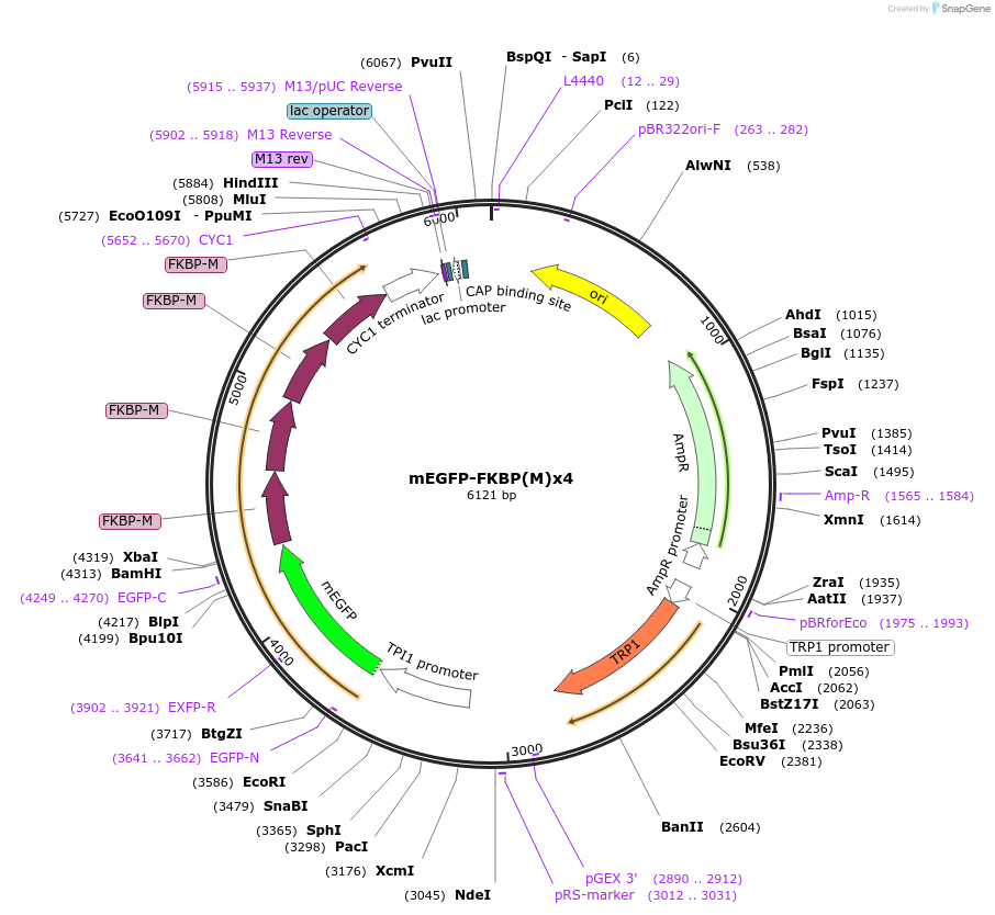85004-plasmid-map-sequence-id-163662
