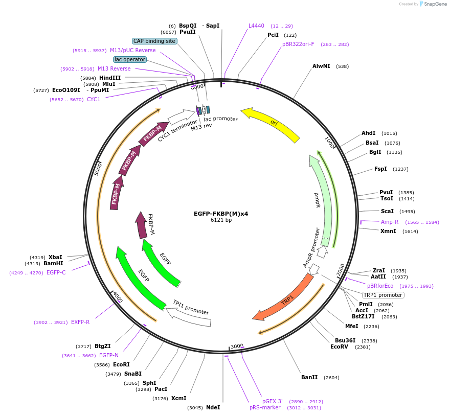 85003-plasmid-map-sequence-id-163663