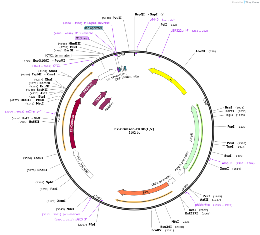 85000-plasmid-map-sequence-id-163666