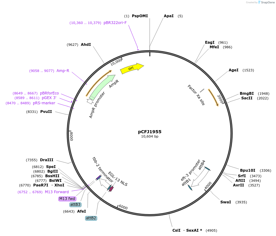 84830-plasmid-map-sequence-id-163668
