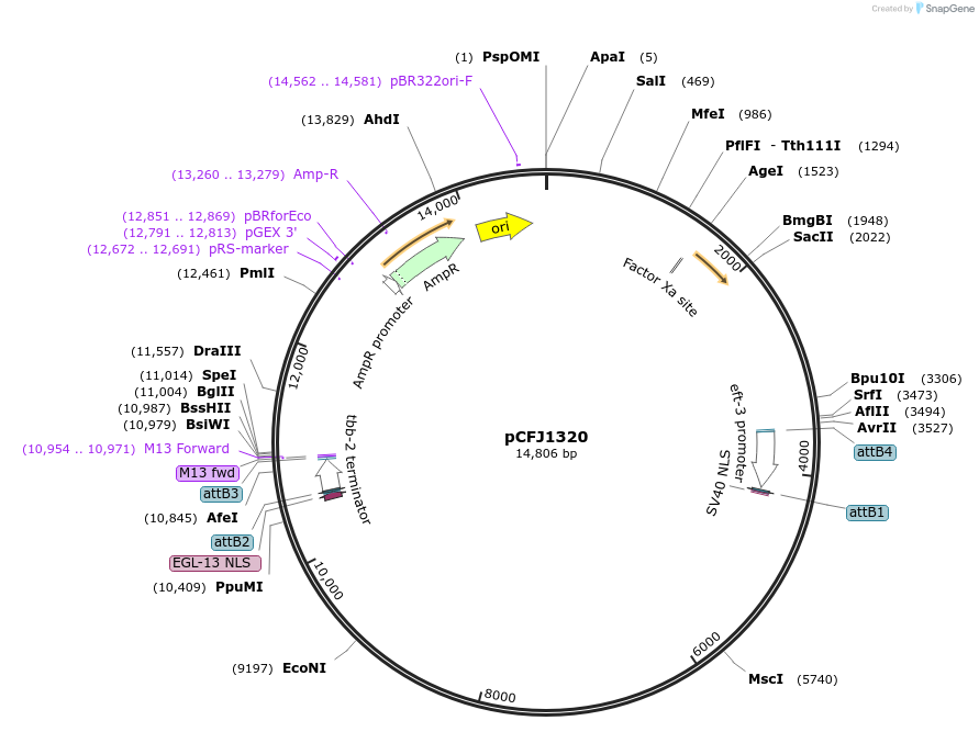 84829-plasmid-map-sequence-id-163669