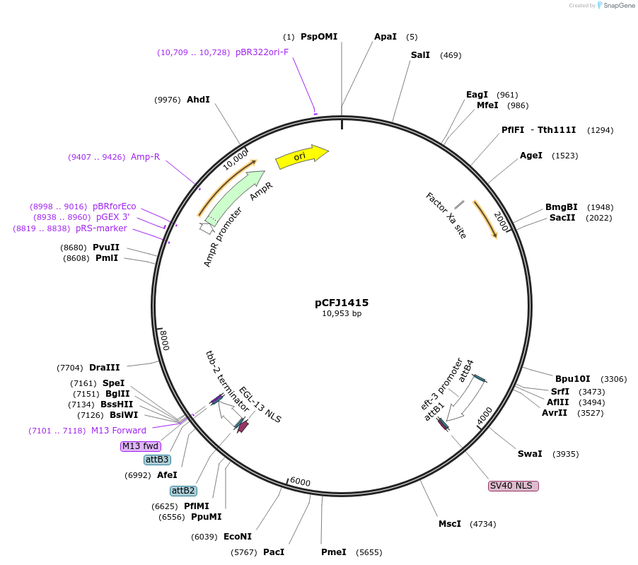 84828-plasmid-map-sequence-id-163670