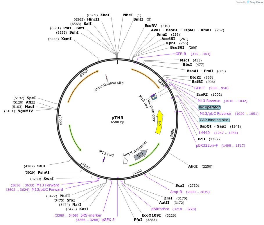 84453-plasmid-map-sequence-id-163677