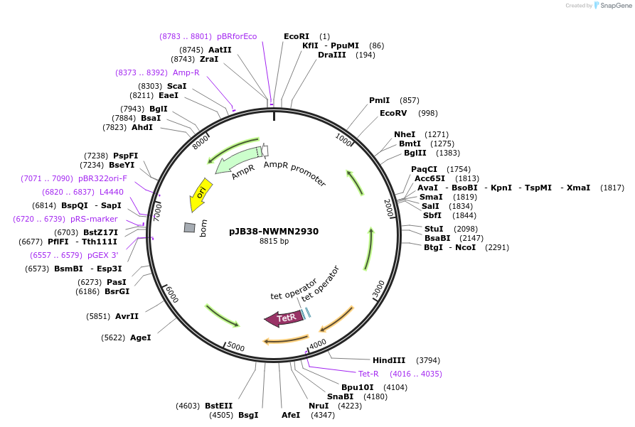 84457-plasmid-map-sequence-id-163680