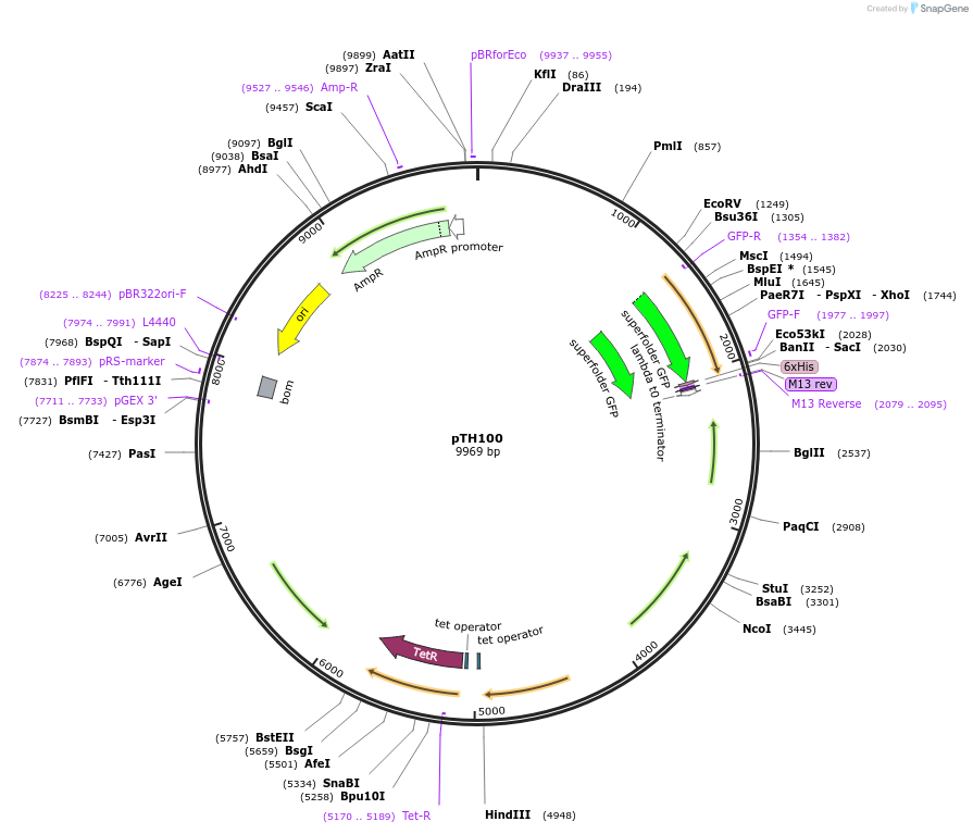 84458-plasmid-map-sequence-id-163694