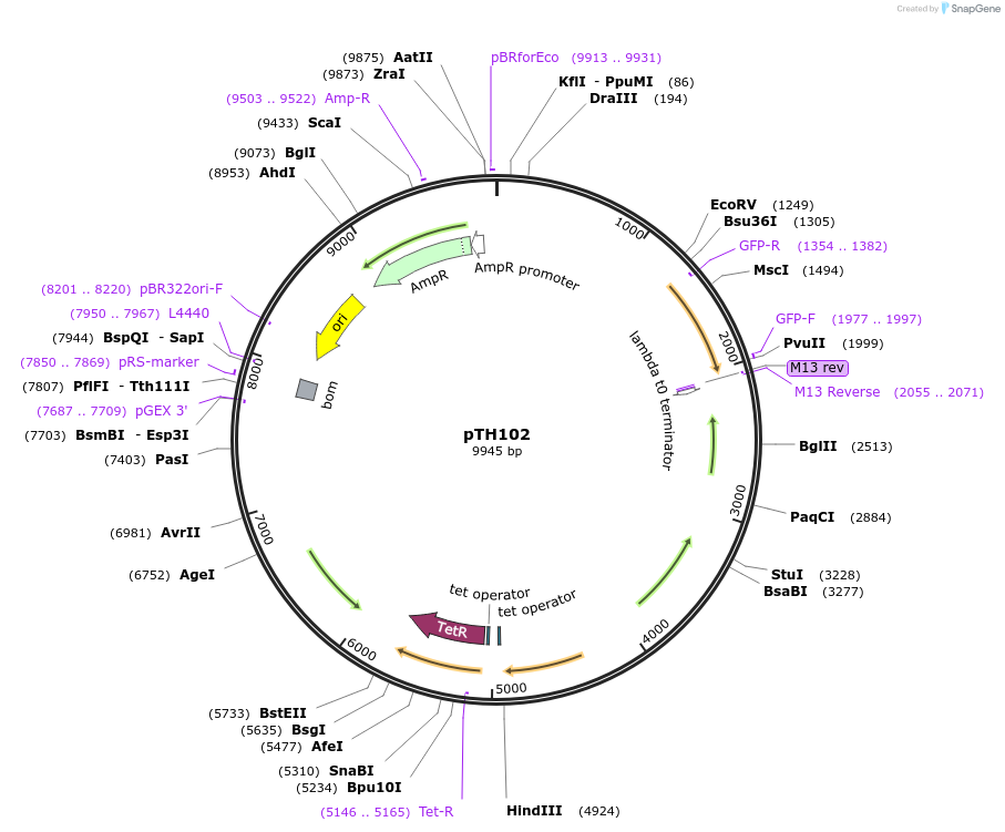 84460-plasmid-map-sequence-id-163703
