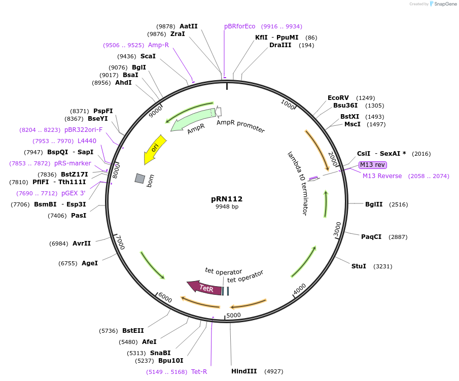 84464-plasmid-map-sequence-id-163710