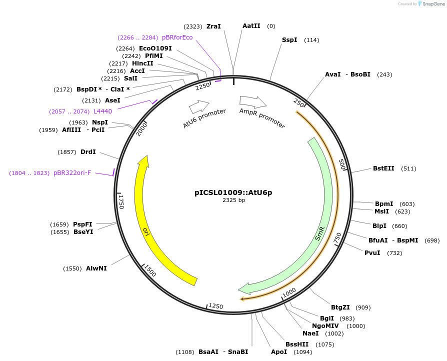 46968-plasmid-map-sequence-id-163746