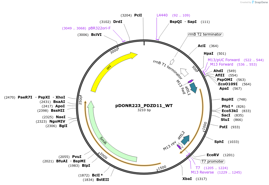 82054-plasmid-map-sequence-id-163782