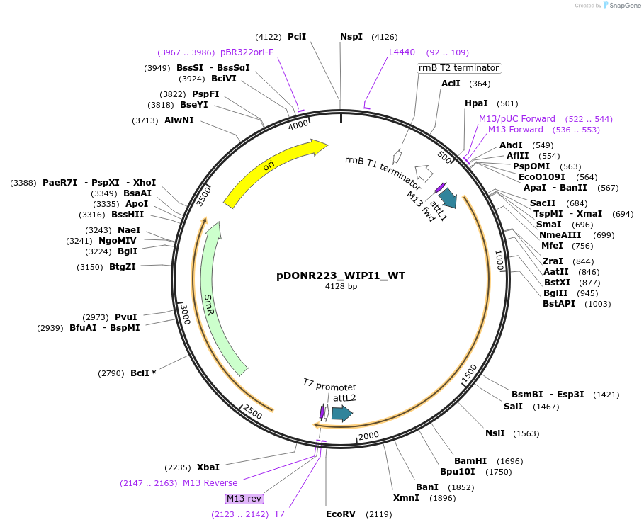 82055-plasmid-map-sequence-id-163784